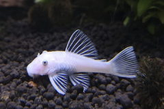 Ancistrus snow white